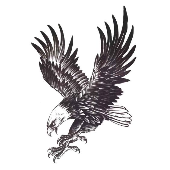 老鹰纹身雄鹰纹身中国风纹身鹰头纹身秃鹰纹身动物纹.